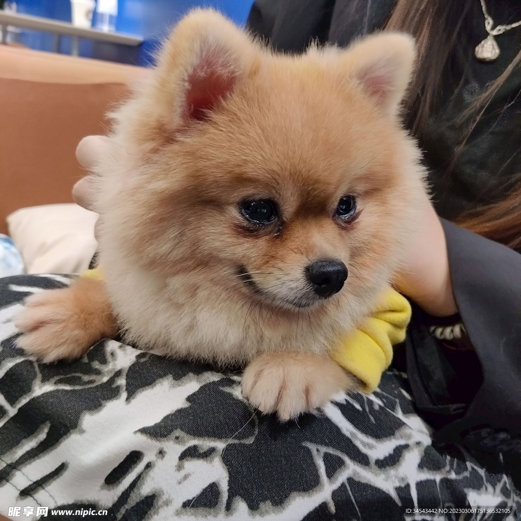 狗