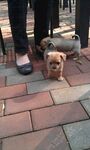 狗