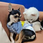狗