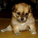 狗