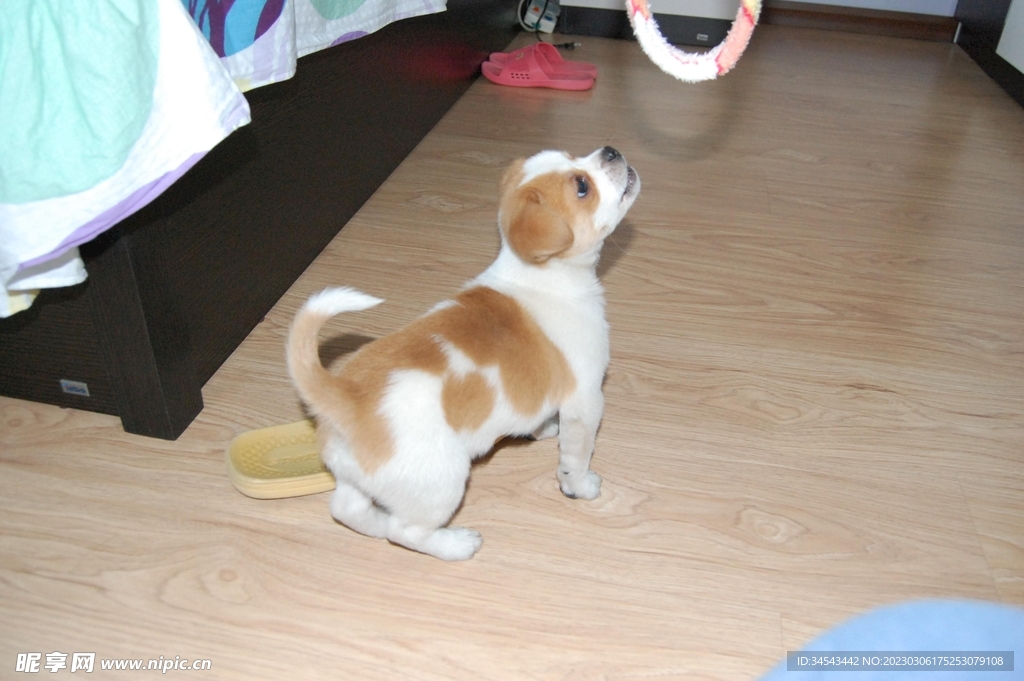 狗