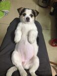 狗