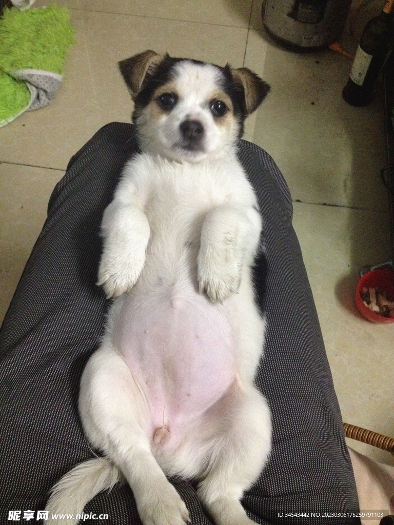 狗