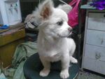 狗