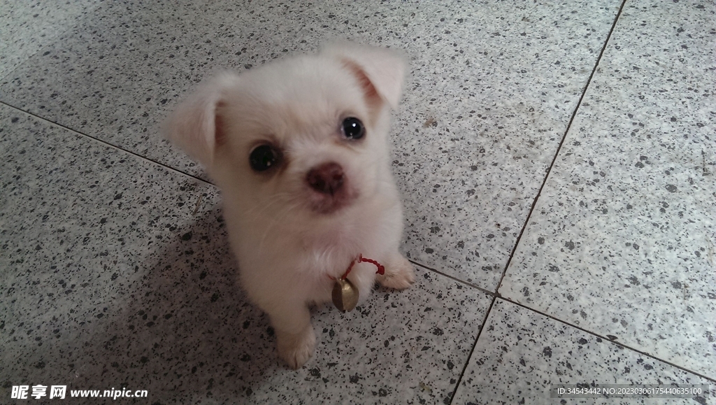 狗