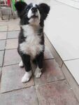 狗