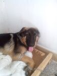 狗