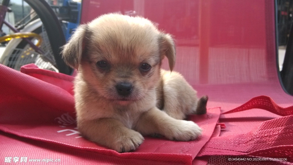 狗