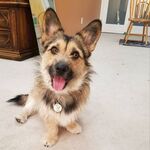 狗