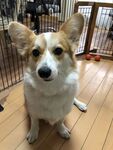 狗