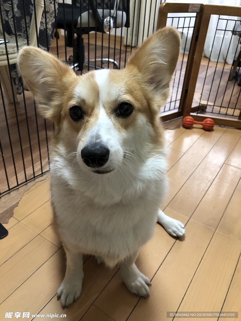 狗