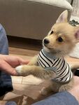 狗