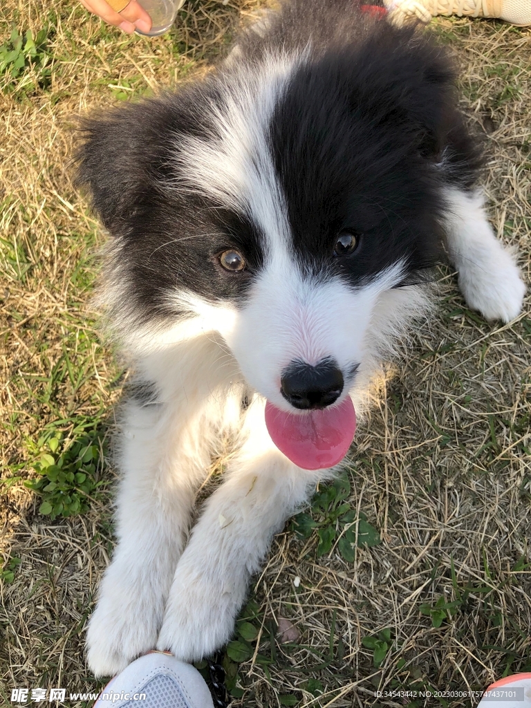 狗