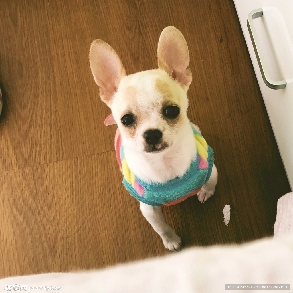 狗