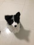狗