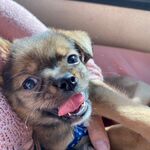 狗