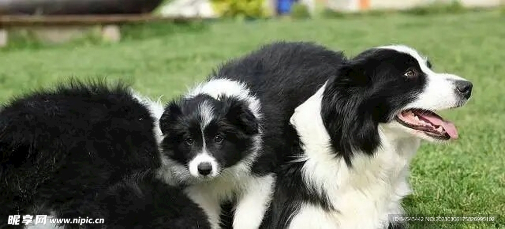 狗
