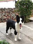 狗
