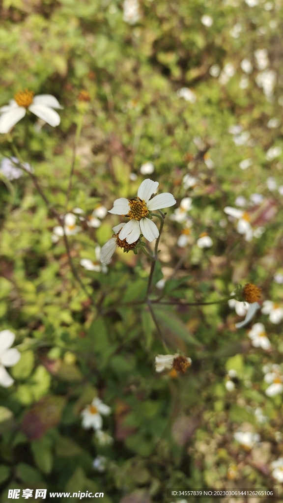 小雏菊