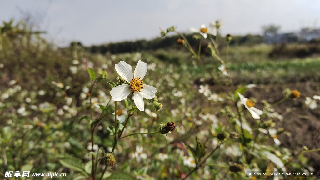 小雏菊