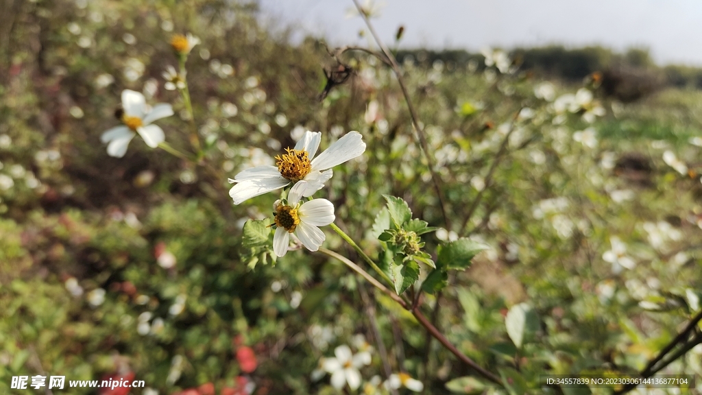 小雏菊