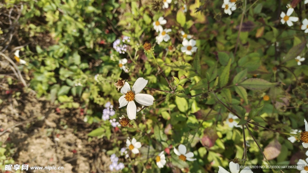 小雏菊