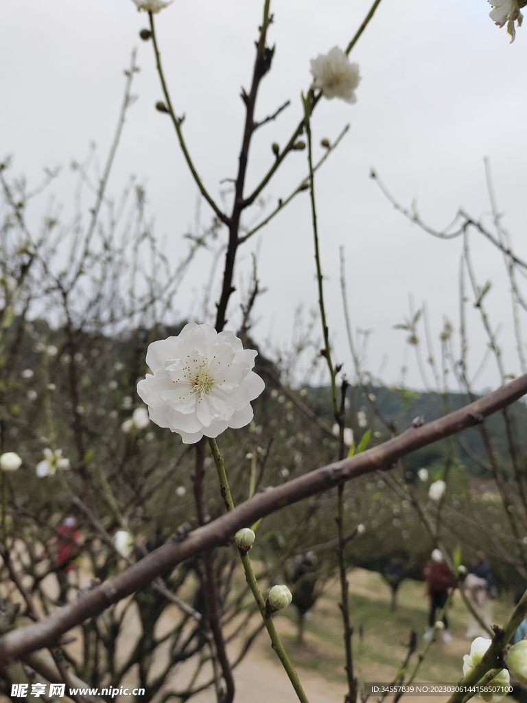 白梅