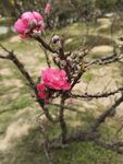 梅花