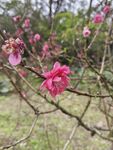 梅花