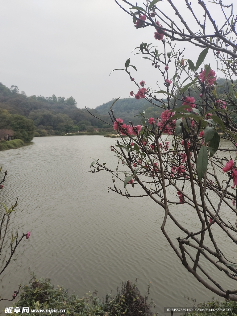 湖边的花