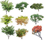 火炬树 乔木 树木 花树图片