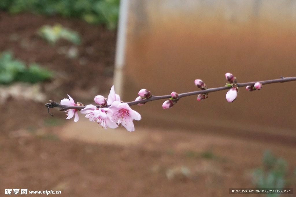 桃花