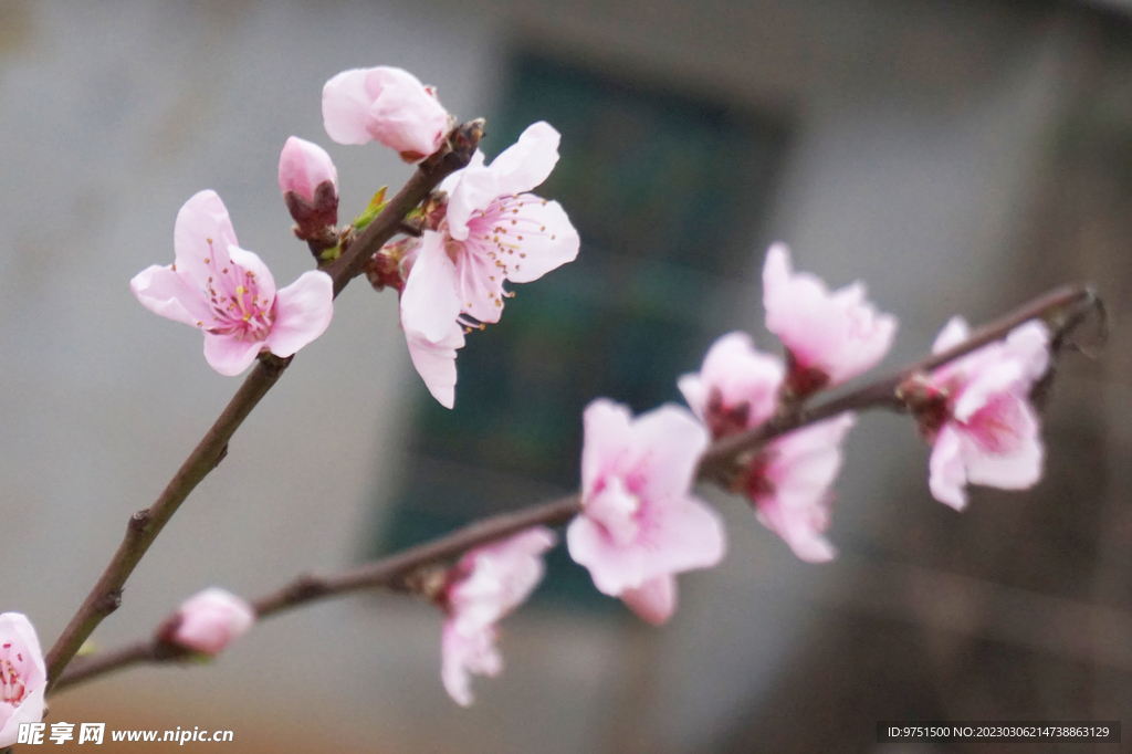 桃花