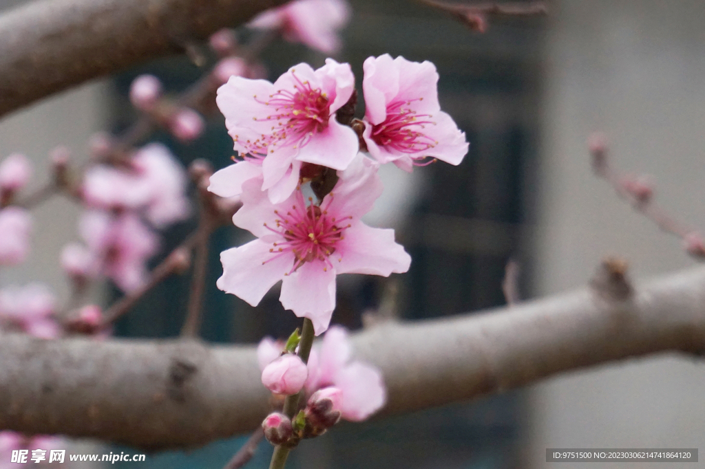 桃花