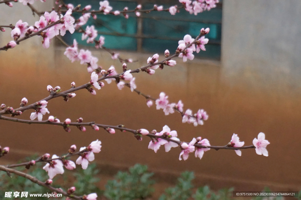 桃花