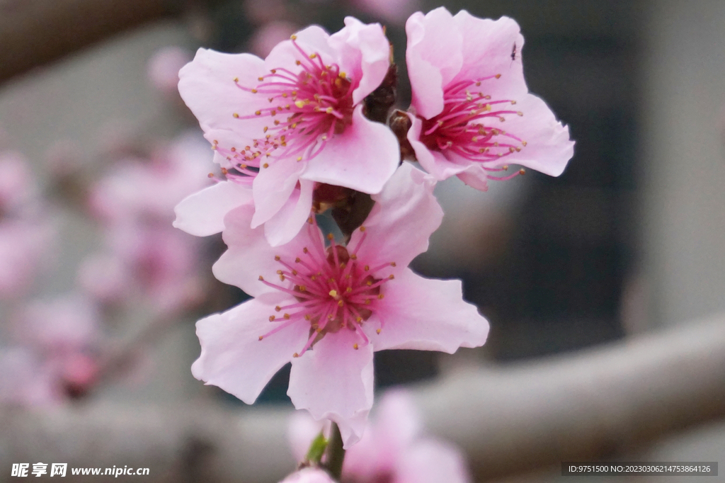 樱花