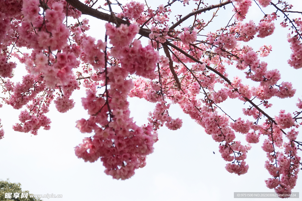 樱花