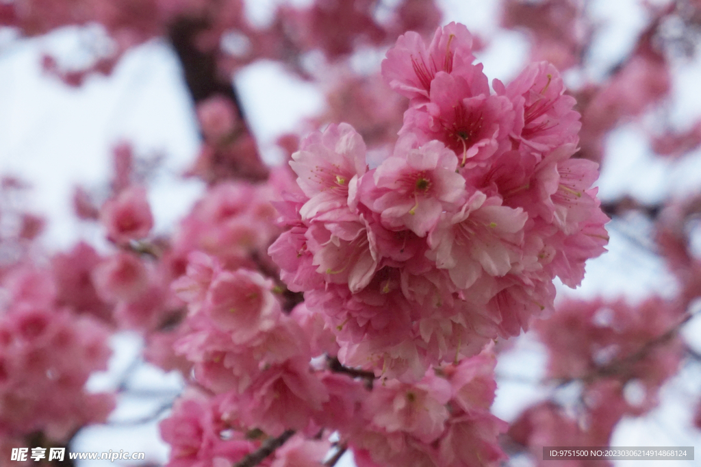 樱花