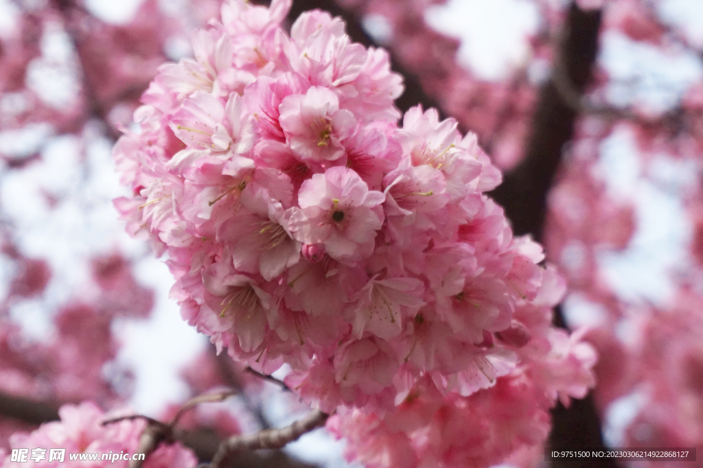 樱花