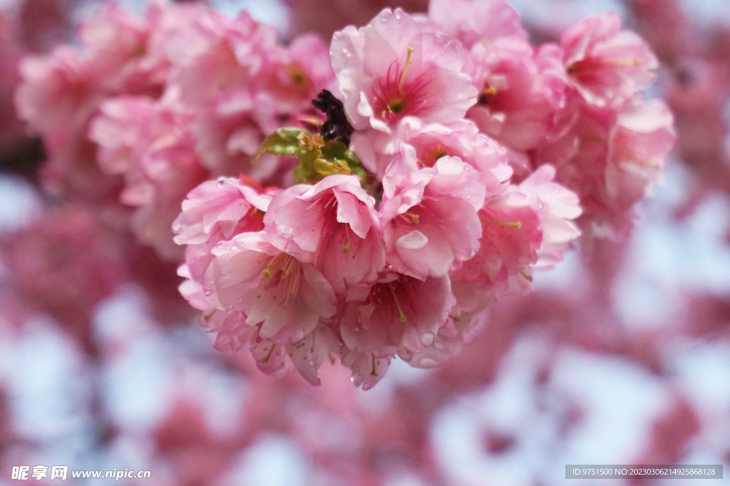 樱花