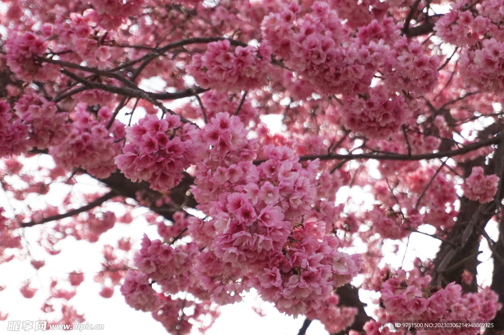 樱花