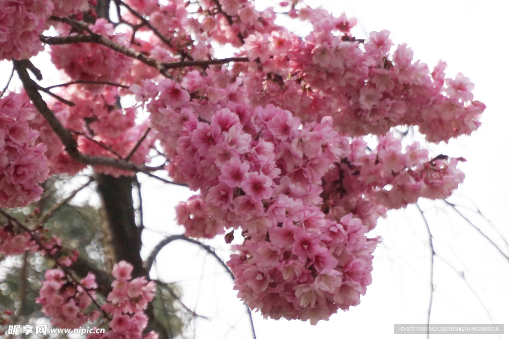樱花