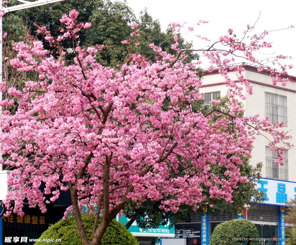 桃花