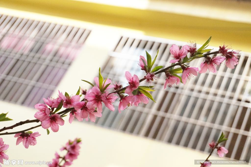 桃花