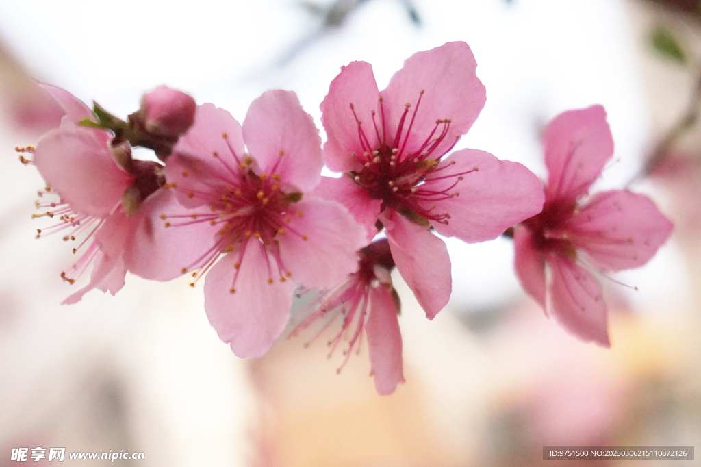 桃花