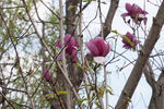 玉兰花