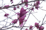 玉兰花