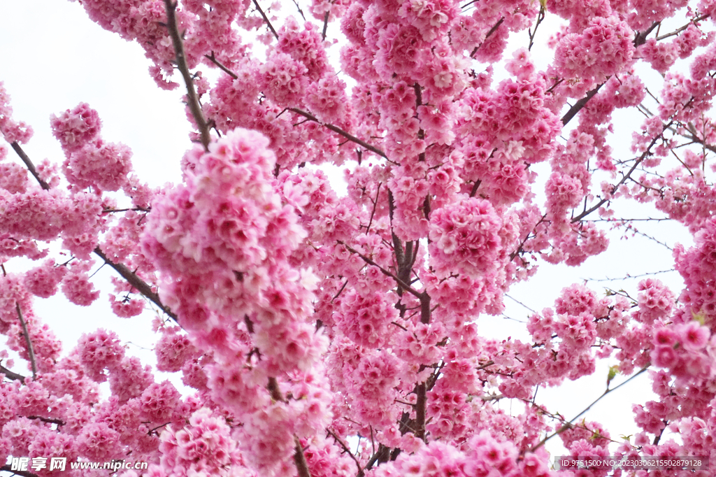 樱花