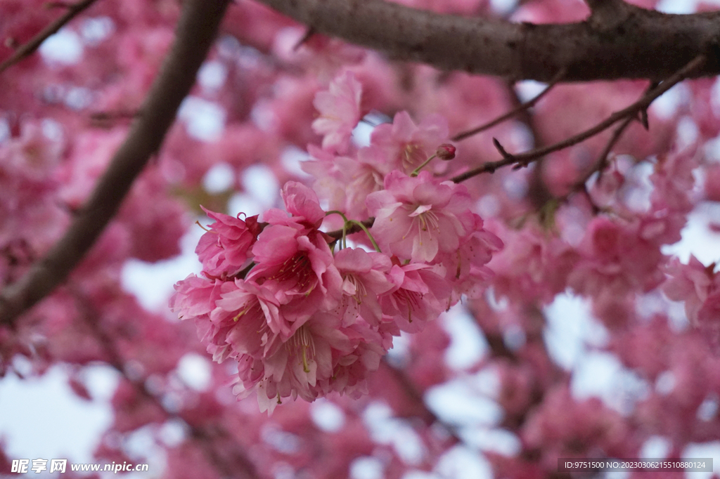 樱花