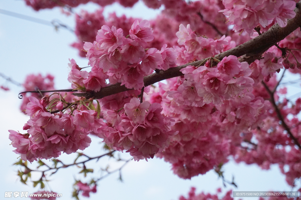 樱花